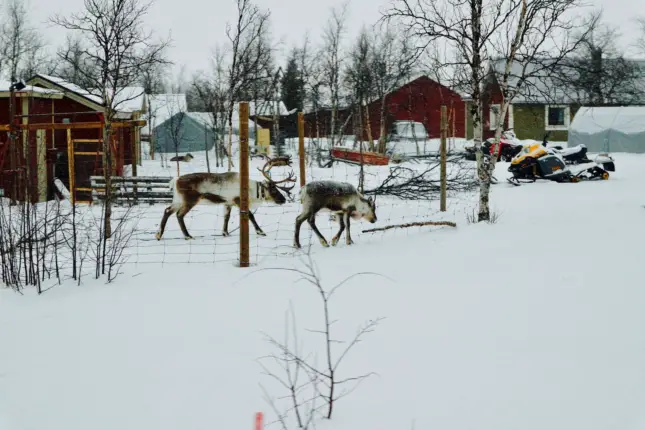 swedish lapland reindeer