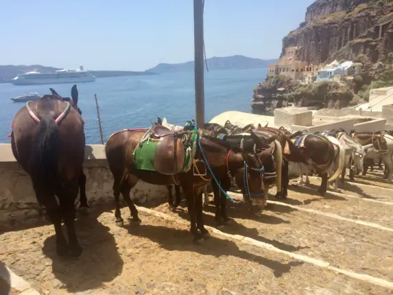 santorini donkeys