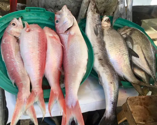 bazurto market 4 days in cartagena colombia