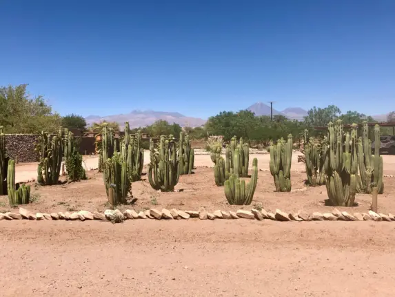 cacti field atacama desert