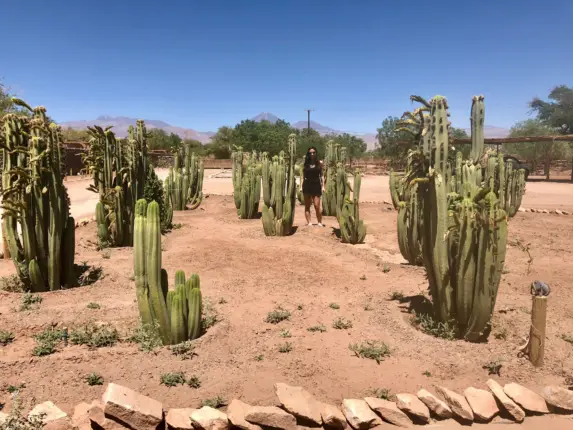 cacti field atacama rachel
