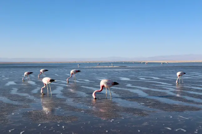 chaxa lagoon atacama 4