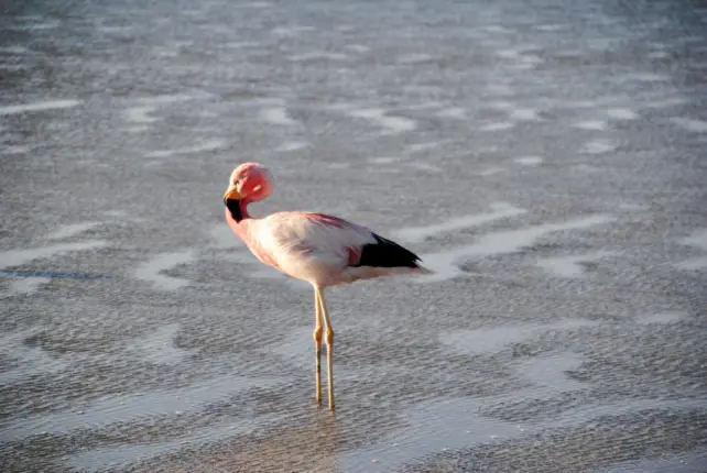 chaxa lagoon atacama flamingo