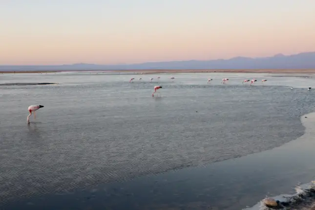 chaxa lagoon atacama