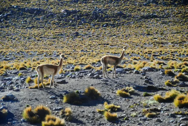 el tatio atacama llamas