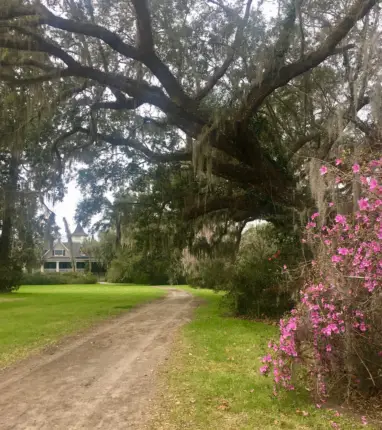 magnolia plantation charleston south carolina 2