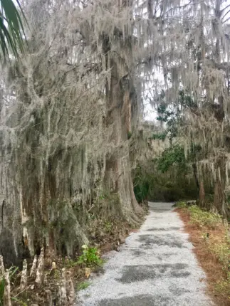 magnolia plantation charleston south carolina 2