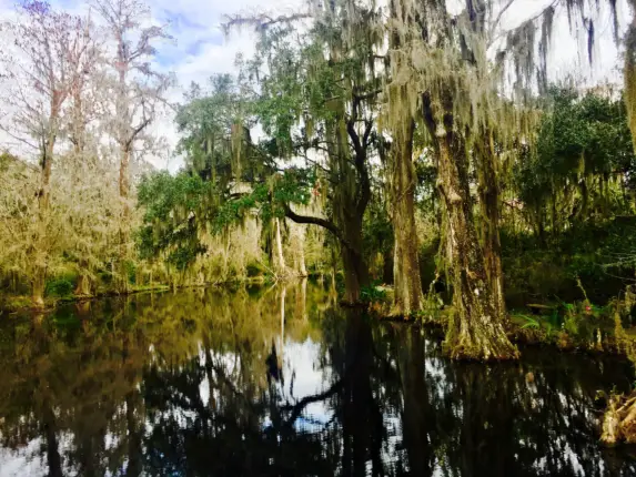 magnolia plantation charleston south carolina 2