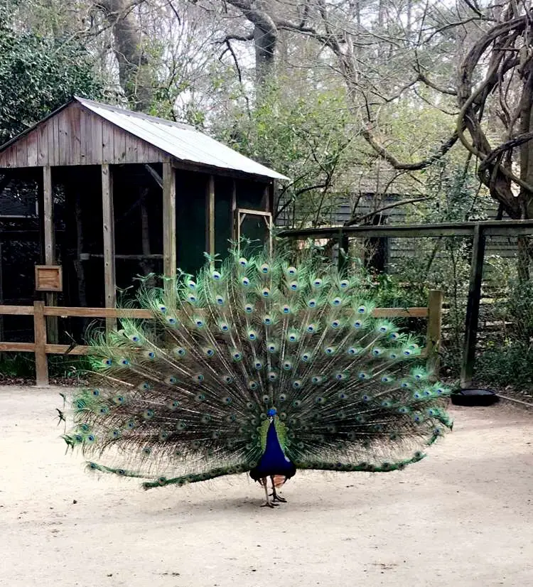 magnolia plantation charleston south carolina 2