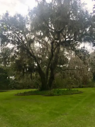 magnolia plantation charleston south carolina 2