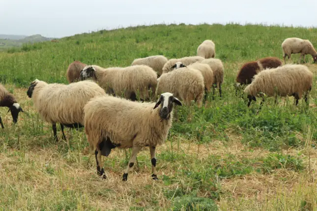 cyprus sheep