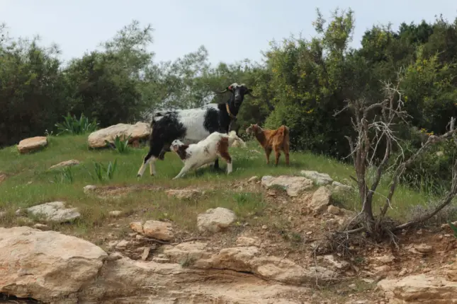 cyprus wildlife