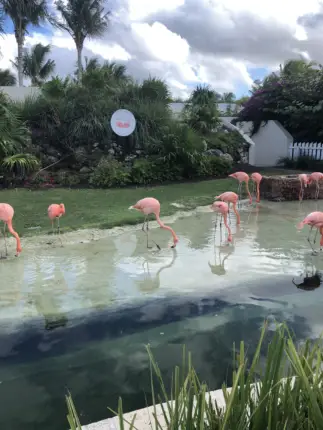 baha mar resorts bahamas