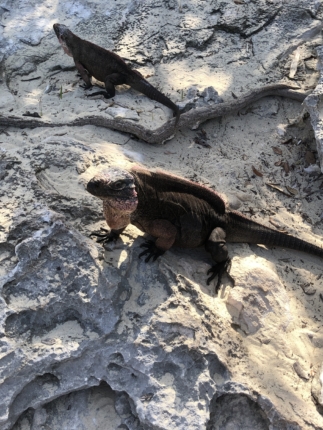 bahamas iguanas