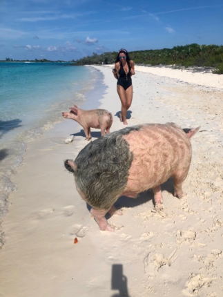 bahamas pigs