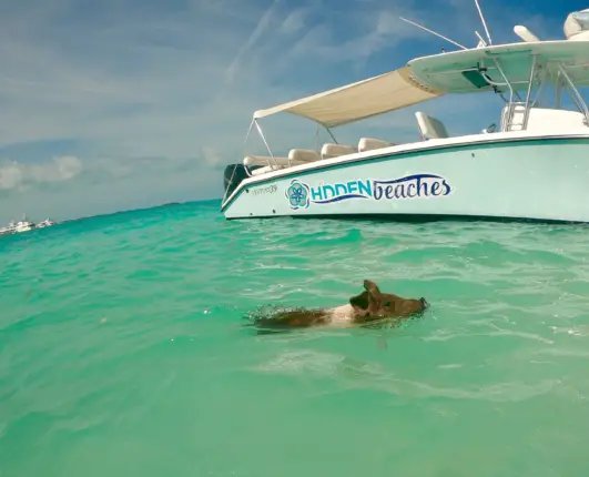 bahamas swim with pigs