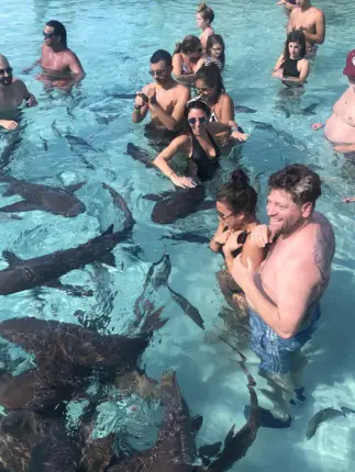 swim with sharks bahamas