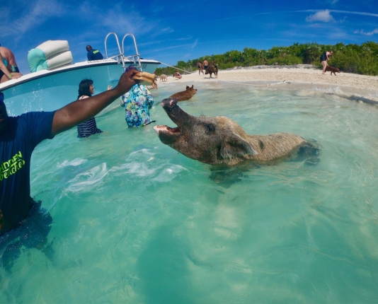 nassau to exuma swim with pigs