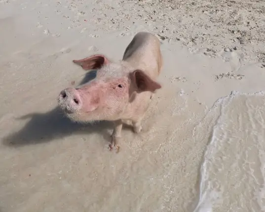 pigs in bahamas