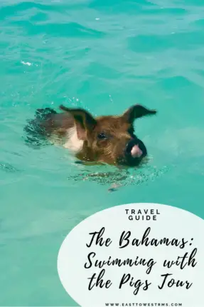 swim with pigs bahamas pinterest