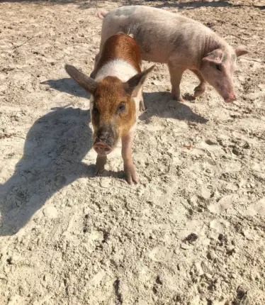 swim with pigs exuma