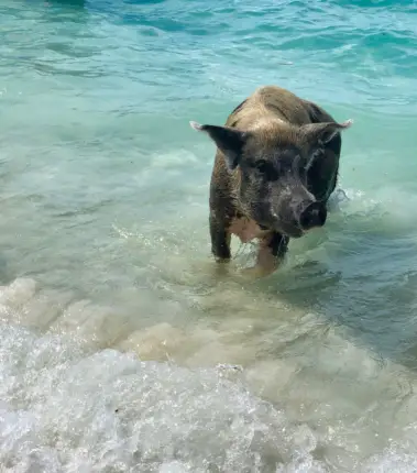 swim with pigs nassau bahamas