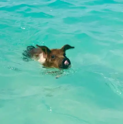 swim with pigs nassau bahamas