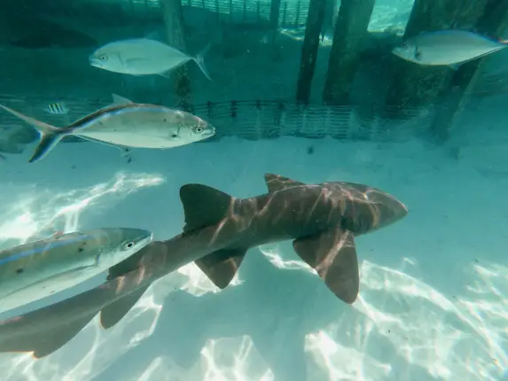 swim with sharks bahamas