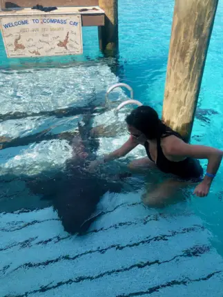 swimming with sharks bahamas