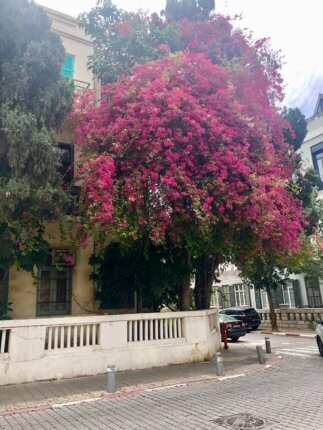 neve tzedek tel aviv