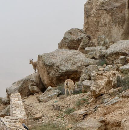 beresheet hotel negev israel