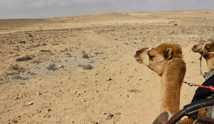camel ride israel