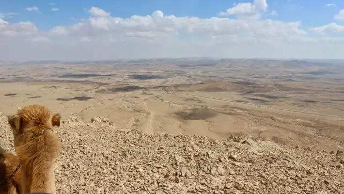 camels in israel