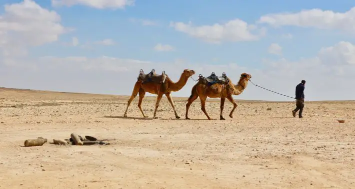 camels mizpe ramon israel