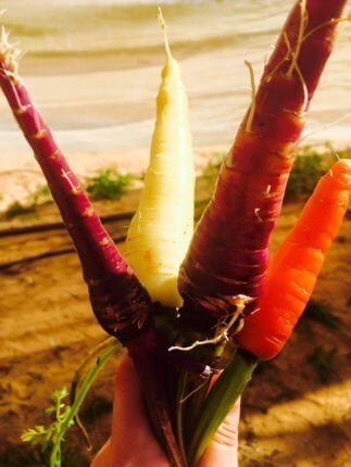 the salad trail israel