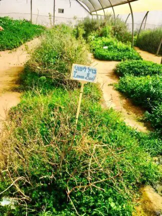salad trail israel