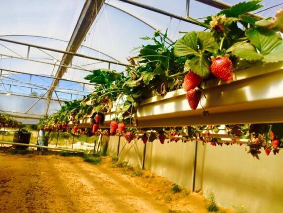 salad trail southern israel