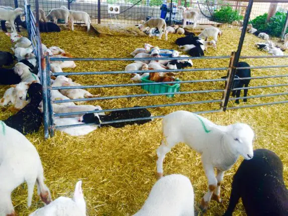 goat farm israel