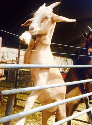 goat farm negev israel