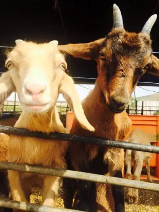 naot farm goat farm israel