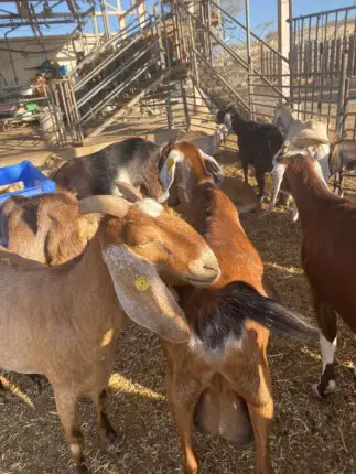 kornmehl goat farm negev desert israel