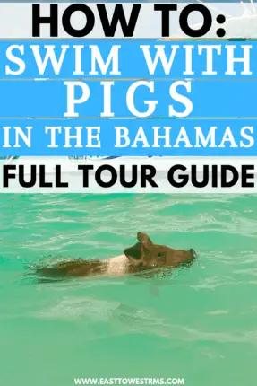 swim with pigs bahamas pinterest